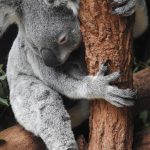 koala, australia, species-4450420.jpg
