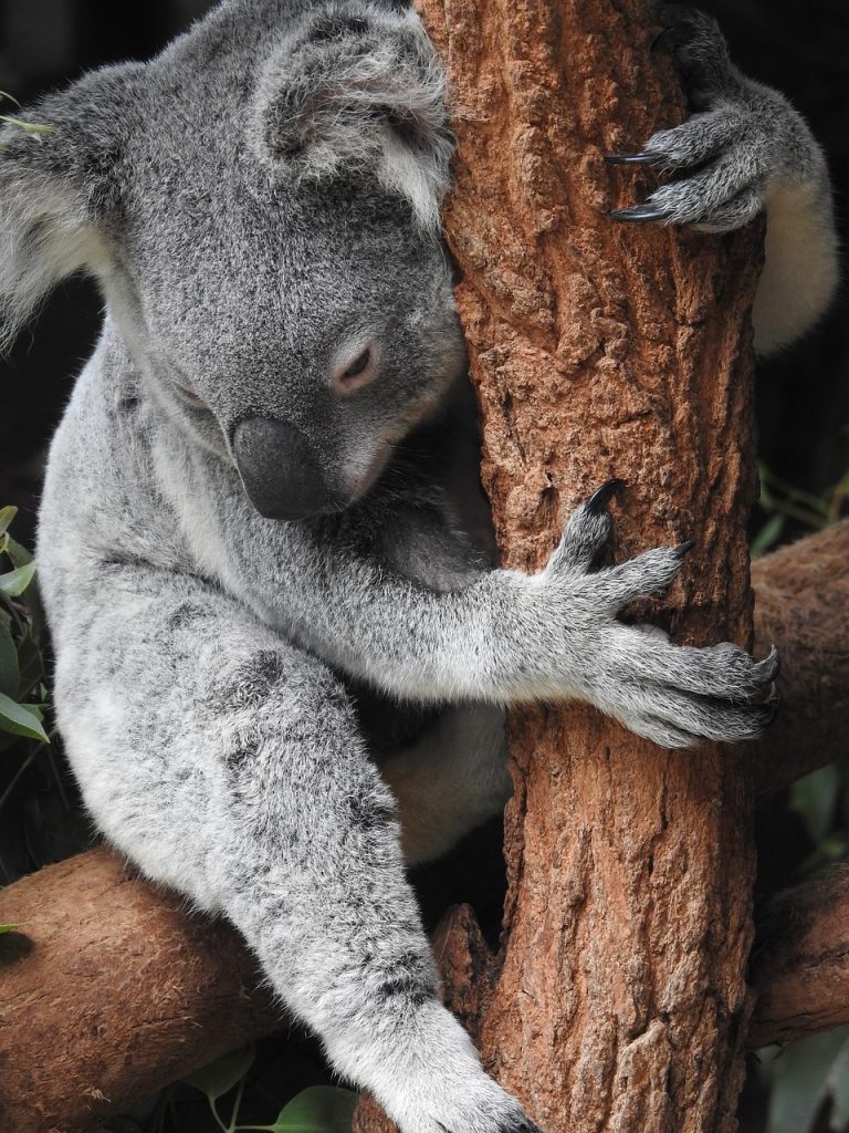 koala, australia, species-4450420.jpg